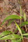 Variable panicgrass